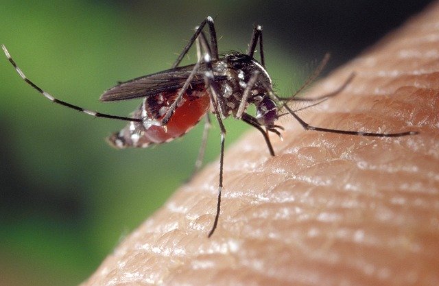 Lucha contra el zika y el dengue