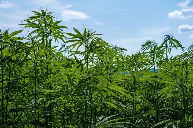 La Industria del cannabis medicinal