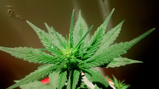 El THC podría prevenir y tratar el coronavirus