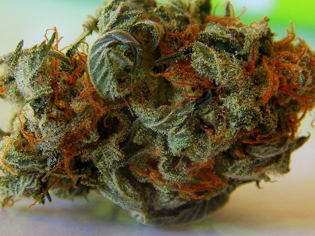 ONU cambia criterio sobre cannabis